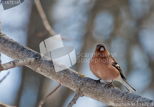 Image of male chaffinch