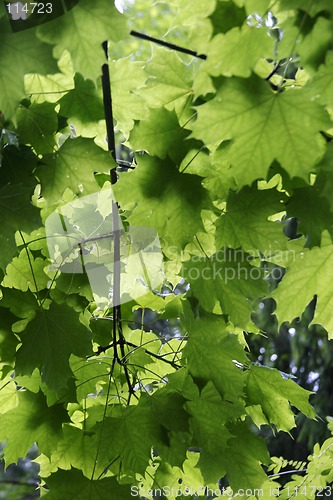 Image of Green Leaf Texture