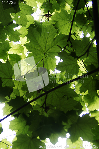 Image of Green Leaf Texture