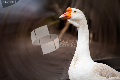 Image of white goose