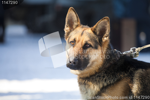 Image of Guard dog