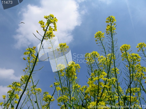 Image of Canola close-up