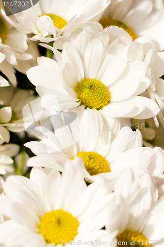 Image of Camomile flowers