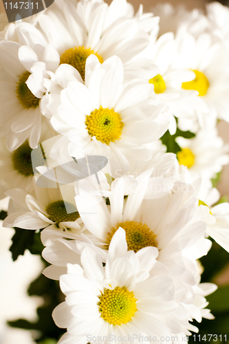 Image of Camomile flowers