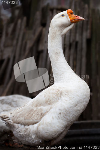 Image of white goose