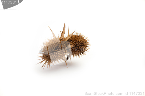 Image of Prickle