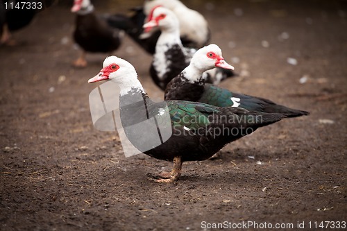 Image of Ducks of special breed