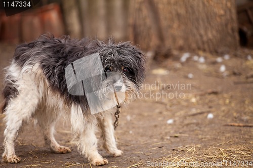 Image of Old watchdog