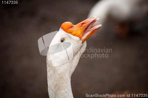 Image of white goose