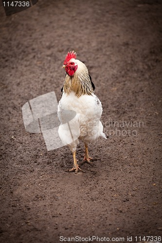 Image of Young white cock