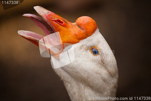 Image of white goose