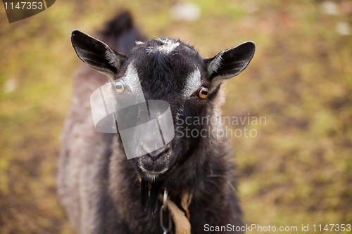 Image of Black goat