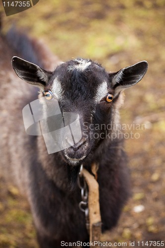 Image of Black goat