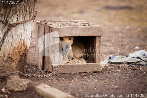 Image of Old watchdog