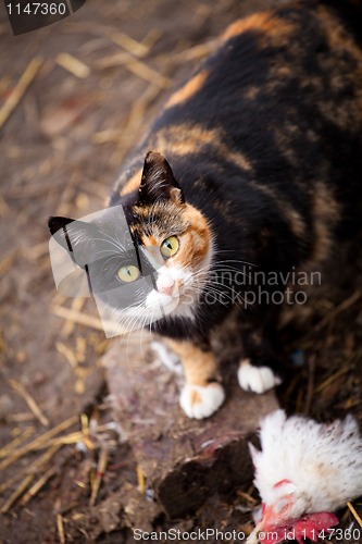 Image of cat has eaten a white hen