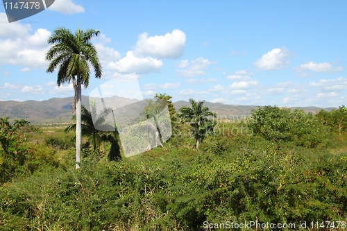 Image of Cuba