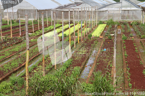 Image of Agriculture in Cuba