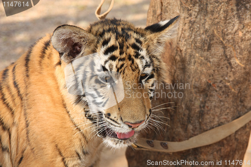 Image of Tiger cub