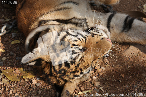 Image of Tiger cub