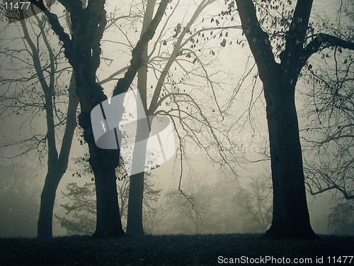 Image of A foggy day in the park. Analog capture - silvergrains to be seen.