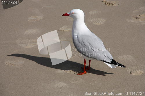 Image of Silver gull