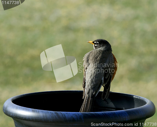 Image of First Robin of Spring