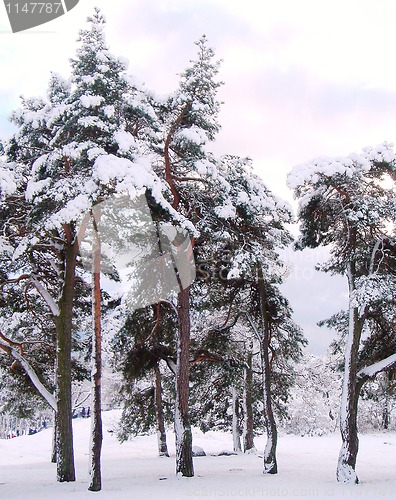 Image of Winter in City Park