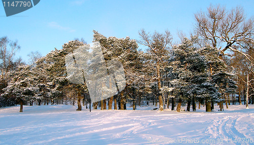 Image of Winter in City Park