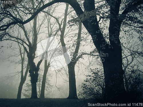 Image of A foggy day in the park