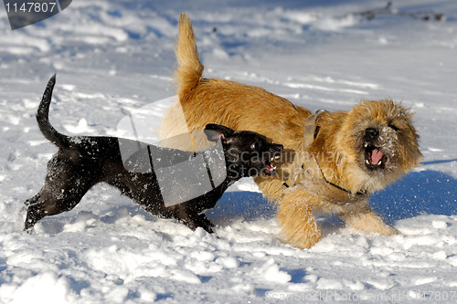 Image of fighting dogs