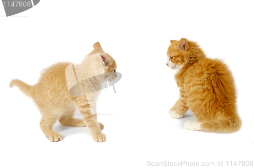 Image of Kittens ready to fight