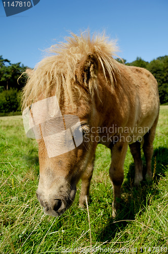 Image of Sad foal