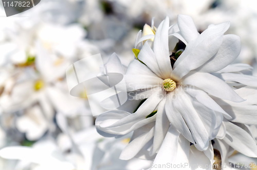 Image of White magnolia