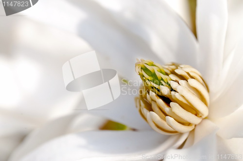 Image of White magnolia flower