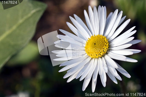 Image of Daisy