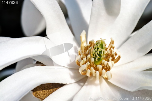 Image of White magnolia flower