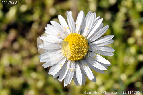 Image of Daisy with pollen