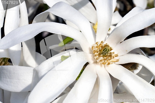 Image of White magnolia flower