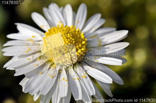 Image of Daisy with pollen