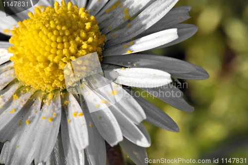 Image of Daisy with pollen