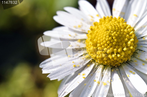 Image of Daisy with pollen