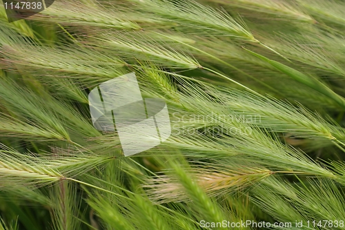 Image of Hare Barley Background