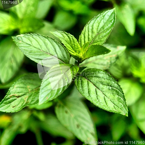 Image of Peppermint