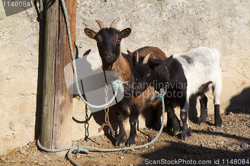Image of Goats tied to a post.