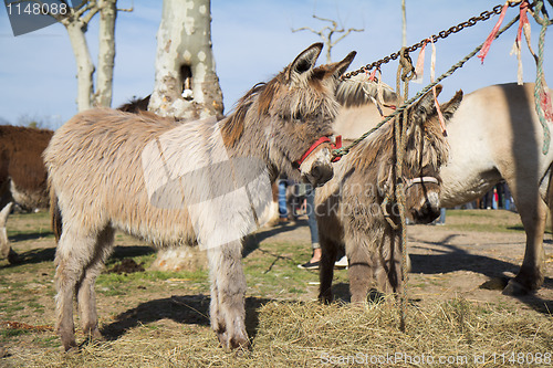 Image of Ponies