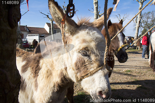 Image of Pony waiting for buyers