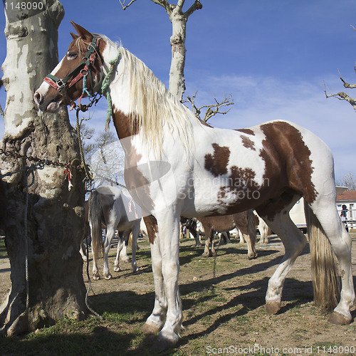 Image of Strong horse