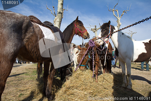 Image of Horses