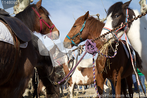 Image of Horses for sale