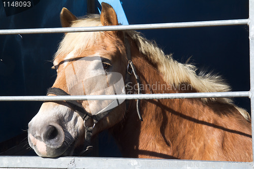 Image of Horse for sale